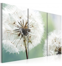 Canvas Print - Fluffy dandelions