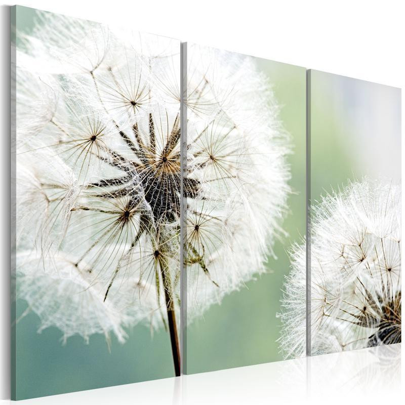 61,90 € Canvas Print - Fluffy dandelions