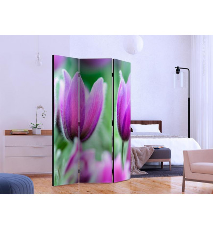 Paravento - Purple spring tulips