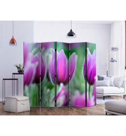 Room Divider - Purple spring tulips II