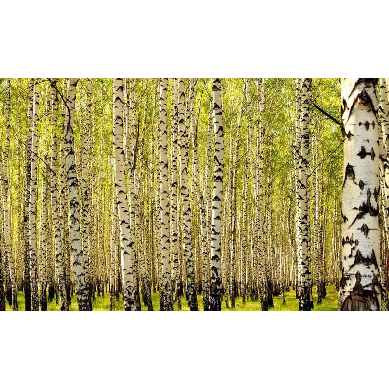 96,00 € Fototapeta - Birch forest