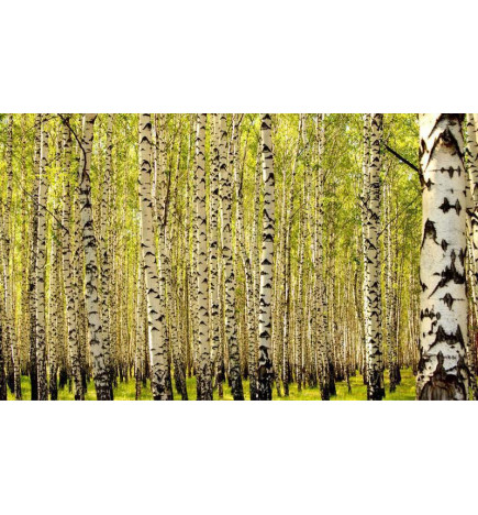 Fotobehang - Birch forest