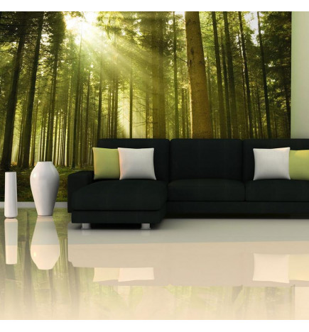 Wall Mural - Pine forest