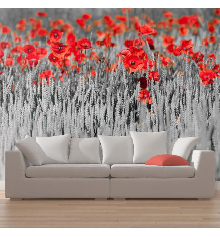 Fototapetti - Red poppies on black and white background