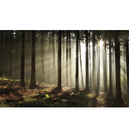 Foto tapete - Coniferous forest