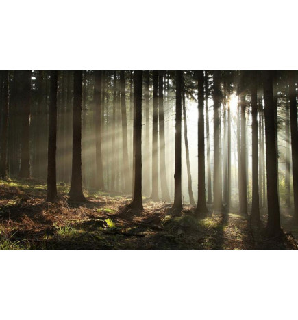 Fototapeet - Coniferous forest