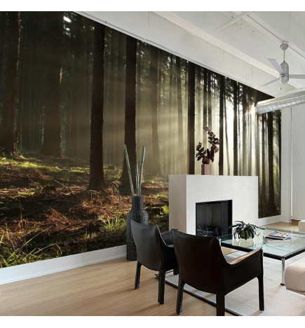 Wall Mural - Coniferous forest