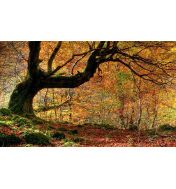 Fototapet - Autumn, forest and leaves