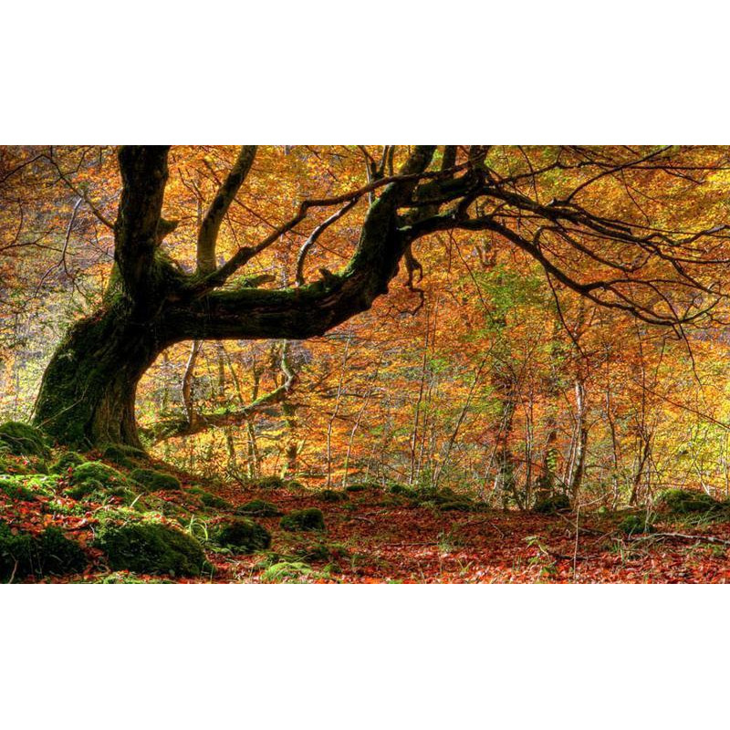 96,00 € Foto tapete - Autumn, forest and leaves