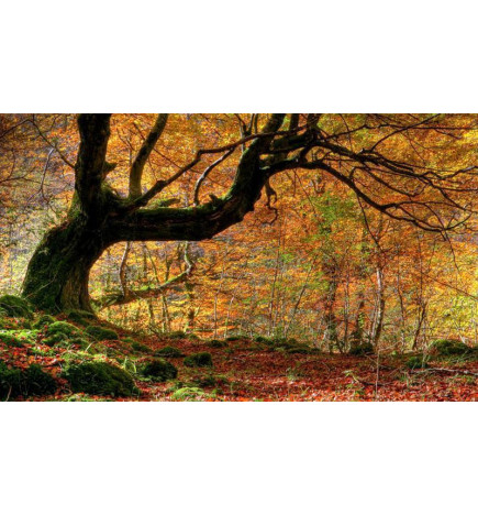 Fotobehang - Autumn, forest and leaves