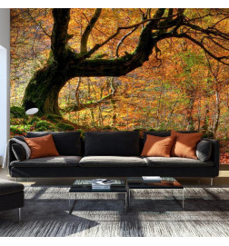 Wall Mural - Autumn forest and leaves