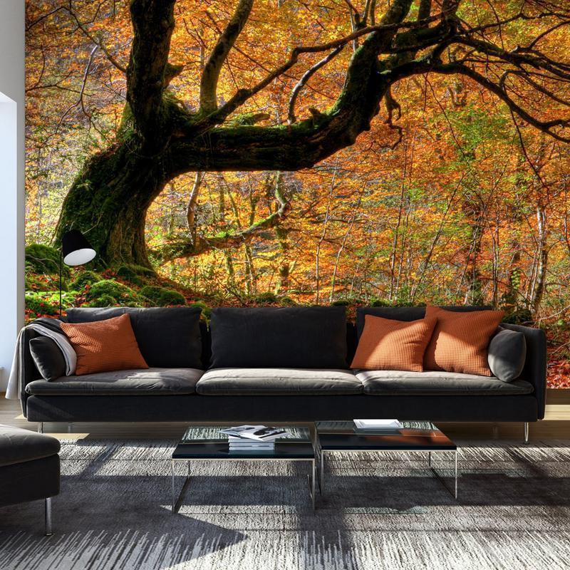 96,00 € Foto tapete - Autumn, forest and leaves