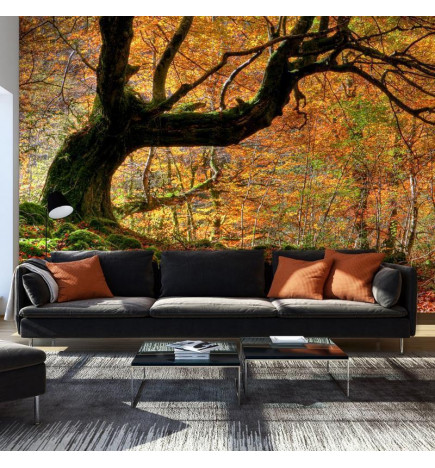Fototapeet - Autumn, forest and leaves