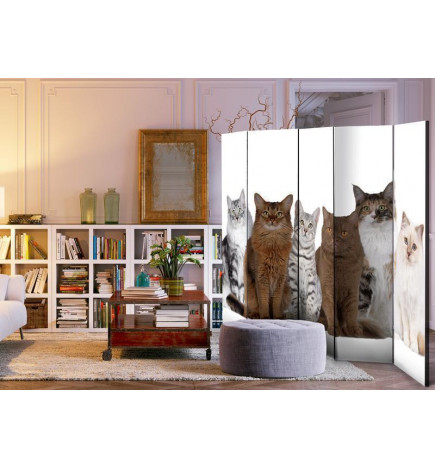 Room Divider - Sweet Cats II