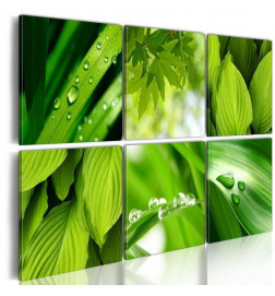 Schilderij - Fresh green leaves