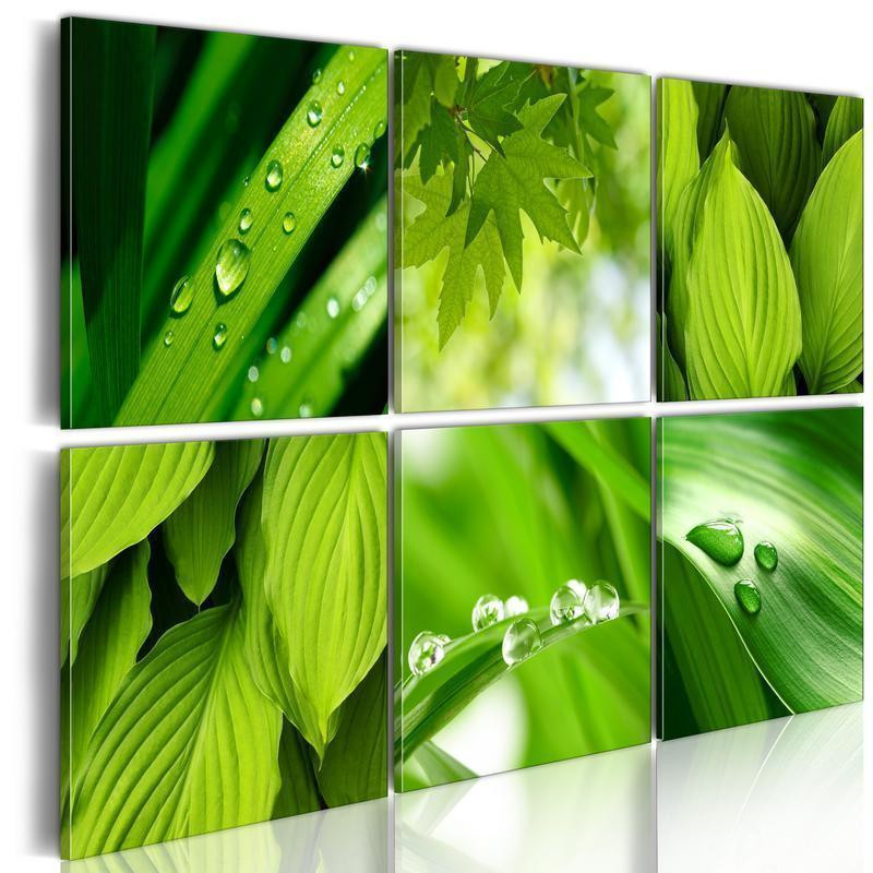 61,90 € Schilderij - Fresh green leaves