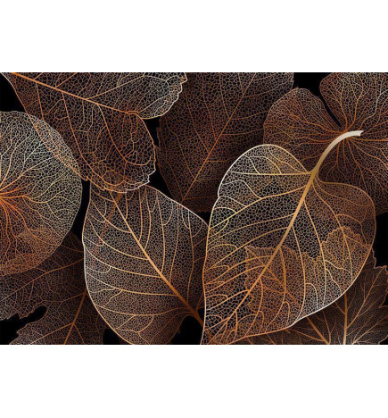 Fotomurale con delle enormi foglie e lo sfondo scuro