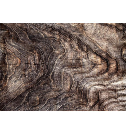 Fototapetas - Signs of the times - an abstract background with the wrinkled bark of an old tree