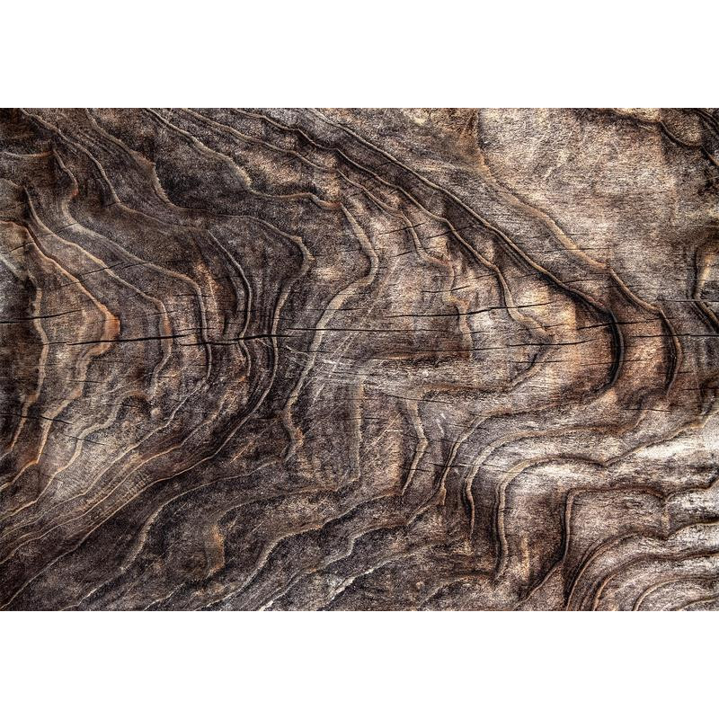34,00 € Fototapeta - Signs of the times - an abstract background with the wrinkled bark of an old tree