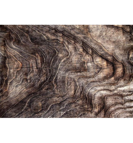 Fotobehang - Signs of the times - an abstract background with the wrinkled bark of an old tree