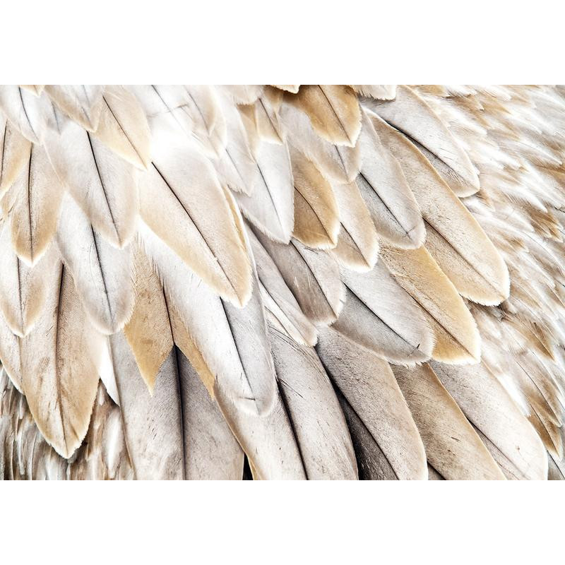 34,00 € Fotobehang - Close-up of birds wings - uniform close-up on beige bird feathers