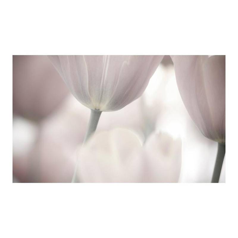 96,00 €Fotomurale con un tulipano in bianco e nero cm. 450x270