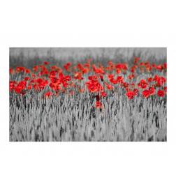 Wallpaper - Red poppies on black and white background