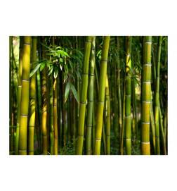 73,00 €Fotomurale con il bambù - varie dimensioni - Arredalacasa