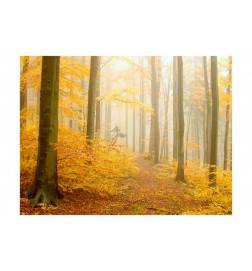 Fotomurale nel bosco in autunno - arredalacasa