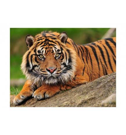 Fototapete - Sumatra -Tiger