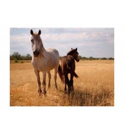 Foto met een paard en een foal Arredalacasa
