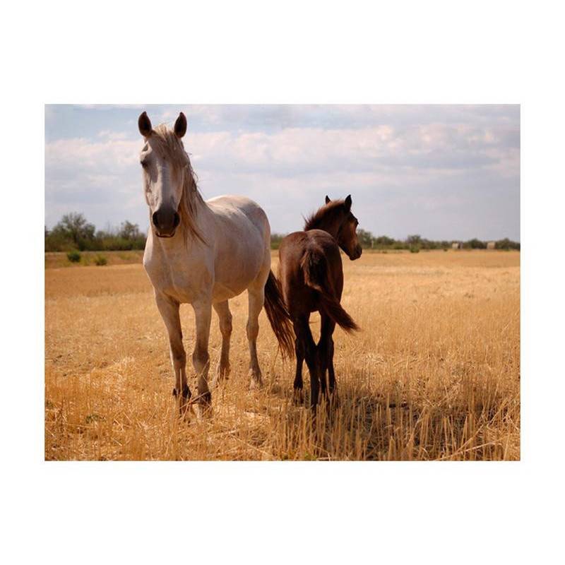 73,00 € Foto met een paard en een foal Arredalacasa