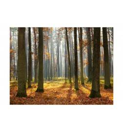 Fotomurale tra gli alberi del bosco in autunno - arredalacasa