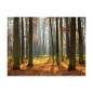 Papier peint - Autumn trees