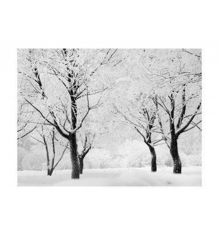 Fotomural - Árvores - Paisagem de Inverno