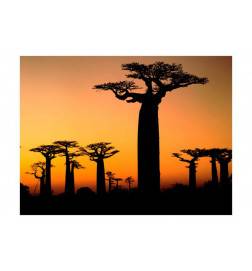 Wallpaper - African baobab trees Size 200x154