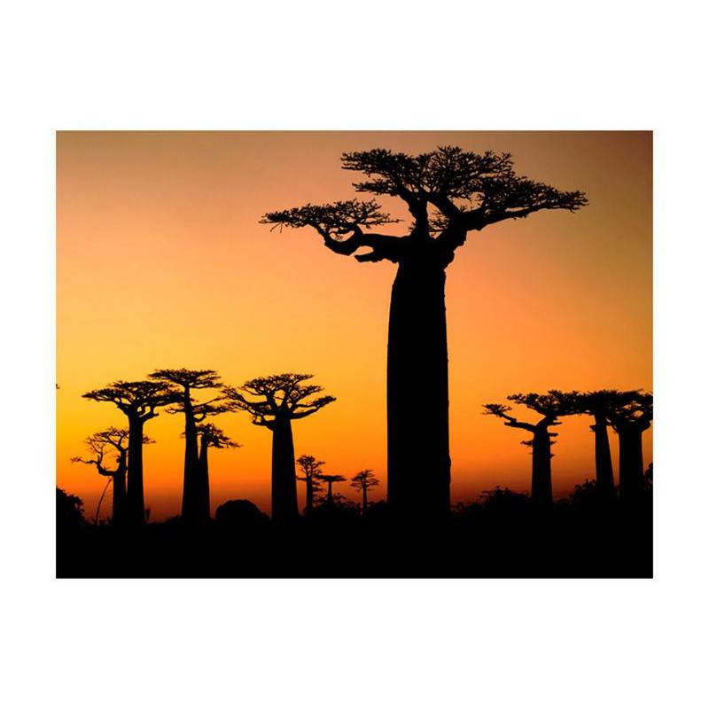 73,00 €Fotomurale con i Baobab africani - arredalacasa