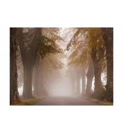 Fotomurale nel viale alberato nel bosco nebbioso