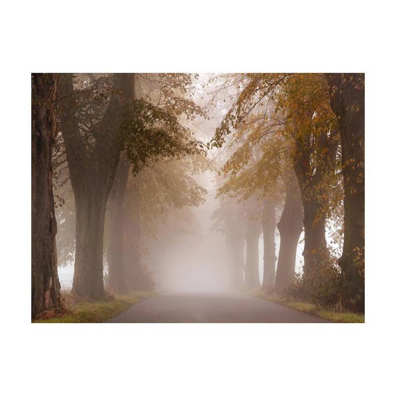 73,00 €Fotomurale nel viale alberato nel bosco nebbioso