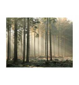Fotomurale con la foresta nebbiosa - arredalacasa
