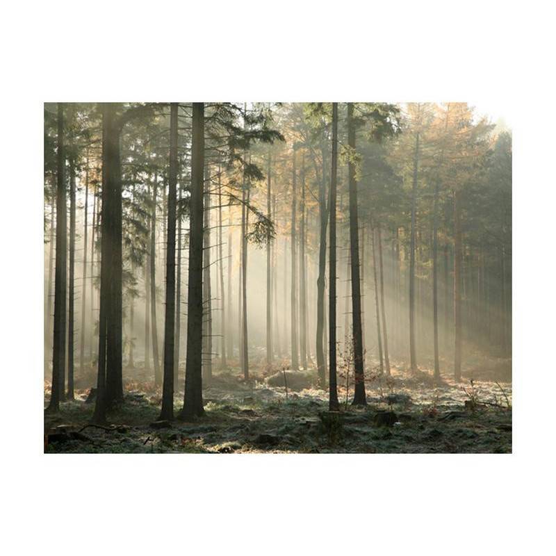 73,00 €Fotomurale con la foresta nebbiosa - arredalacasa