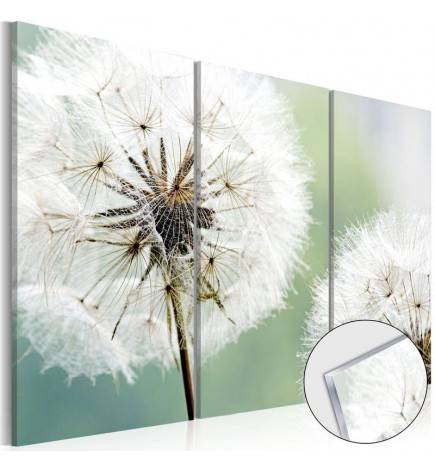 Acrylglasbild - Fluffy Dandelions [Glass]