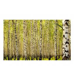 Wallpaper - Birch forest