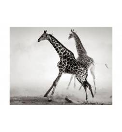73,00 €Fotomurale con due giraffe in bianco e nero - Arredalacasa