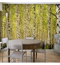73,00 € Wallpaper - Birch forest