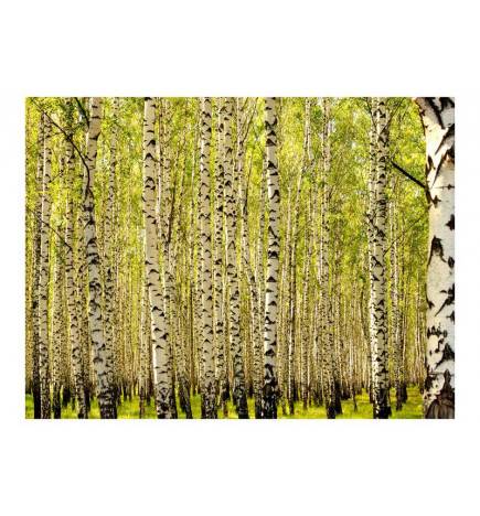 Wallpaper - Birch forest