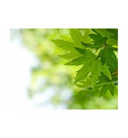 Fotomurale con delle foglie verdi e tropicali - arredalacasa