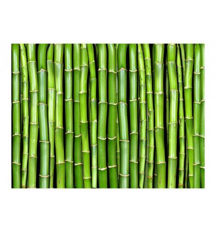 Wallpaper - Bamboo wall