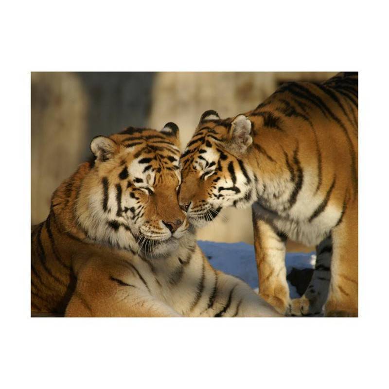 73,00 €Fotomurale con due tigri innamorate - Arredalacasa