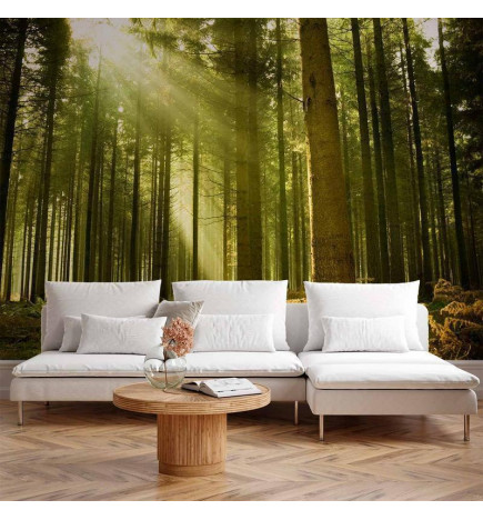 Fototapeta - Pine forest – dense woodland in morning sunlight